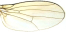 オスの翅に前縁脈(costa)に沿って頂点付近まで黒い斑紋はない。