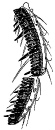性櫛(sex-comb)は断続的に長い剛毛がある