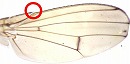 翅の１st costal section末端の剛毛は１本
