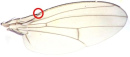 翅の１st costal section末端の剛毛は２本