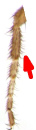 オスの前脚のフ節(tarsi)は前に長く反った毛が生えている