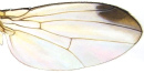 オスの翅の黒い斑紋はやや小さく、R4+5に達する