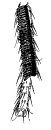性櫛(sex-comb) はオスの前脚のフ節(tarsi)の第1節のほぼ全長にある