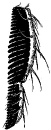 性櫛(sex-comb)は断続的に長い剛毛ではない